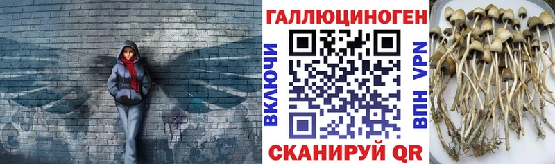 Галлюциногенные грибы GOLDEN TEACHER omg ссылки Северская